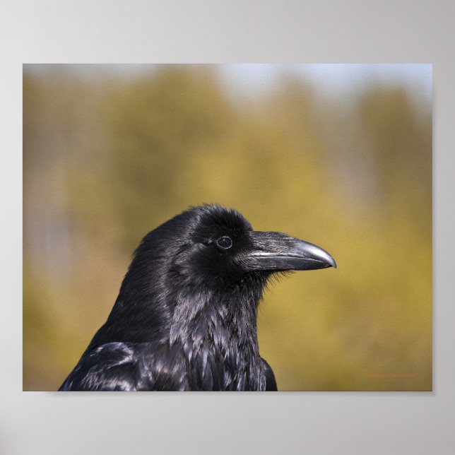 Affiches Portrait Wild Raven - Art (Devant)