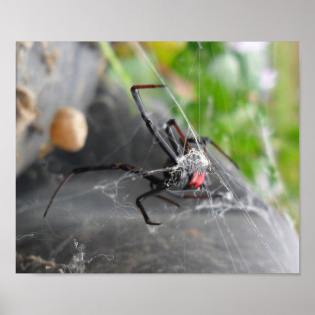 Affiches Pose de la veuve (Devant)