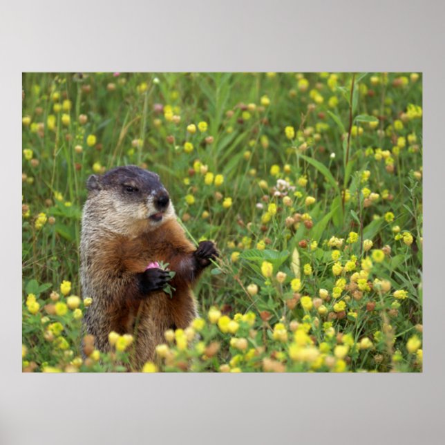 Affiches Pose de porc (Devant)