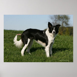 Affiches Position de border collie