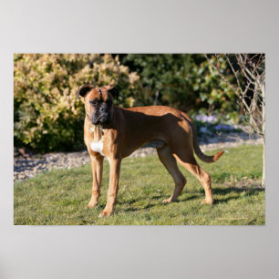 Affiches Position de chien de boxeur de faon