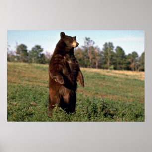 Affiches Position d'ours noir droite