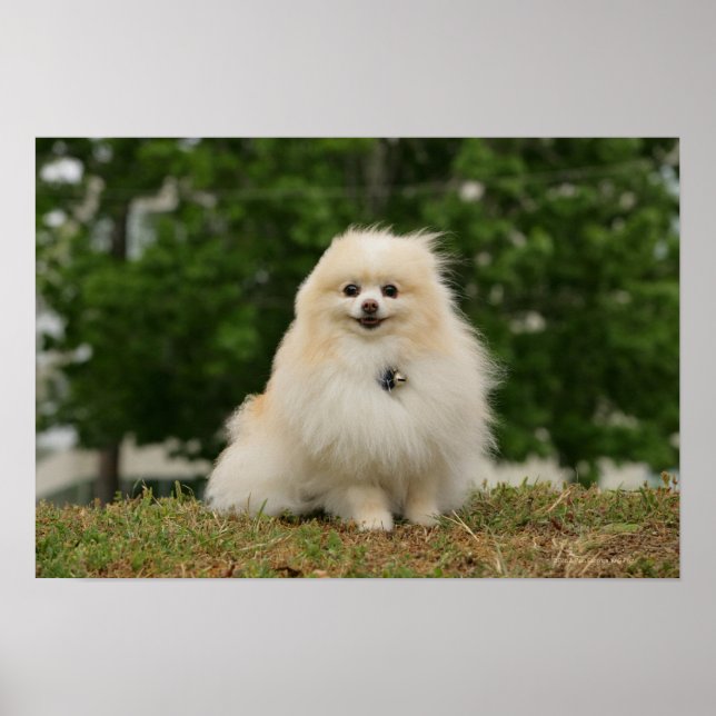 Affiches Poste de poméraning (Devant)