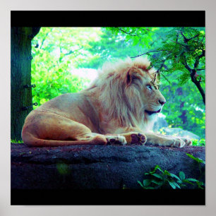 Affiches Poster-Animaux-27