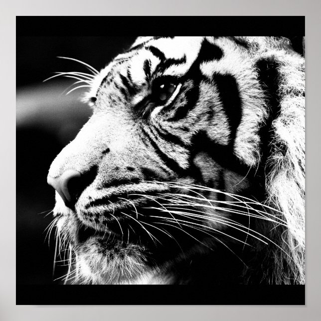 Affiches Poster-Animaux-40 (Devant)