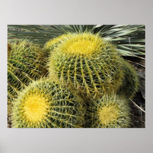 Affiches Poster—Barrel Cactus