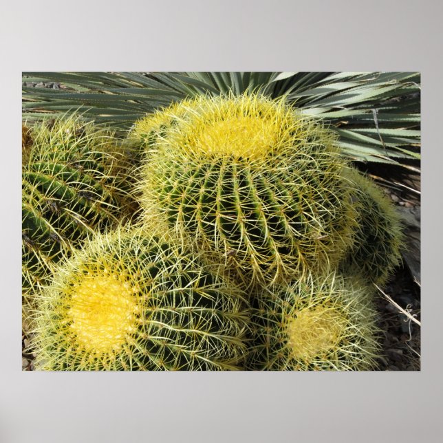 Affiches Poster—Barrel Cactus (Devant)