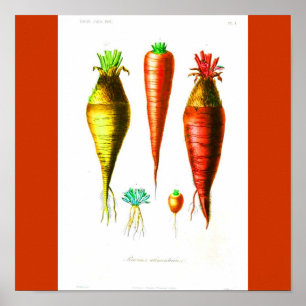 Affiches Poster-Botanicals-Carrot