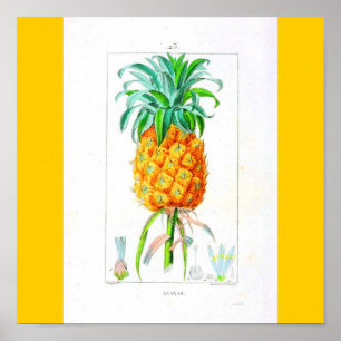 Affiches Poster-Botanicals-Pineapple