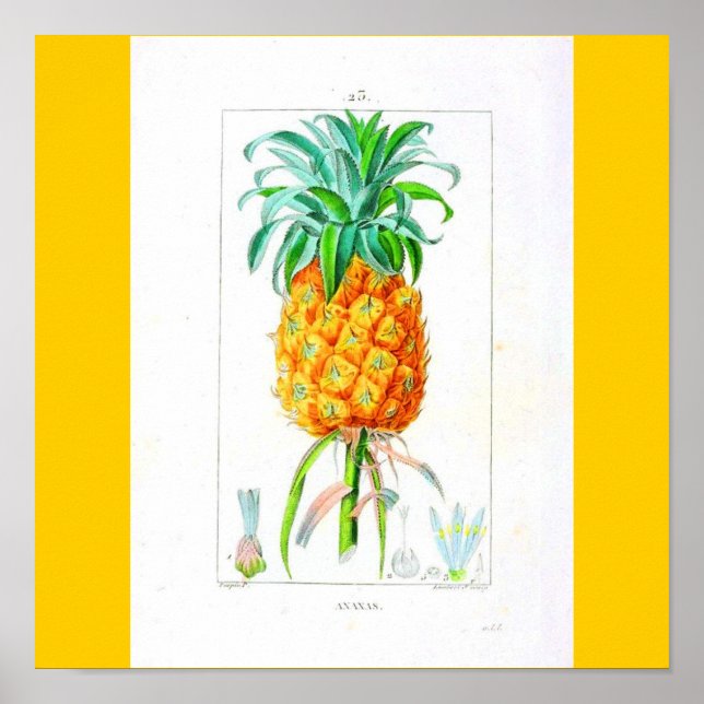 Affiches Poster-Botanicals-Pineapple (Devant)