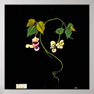 Affiches Poster-Botanique Art-Mary Delany 5