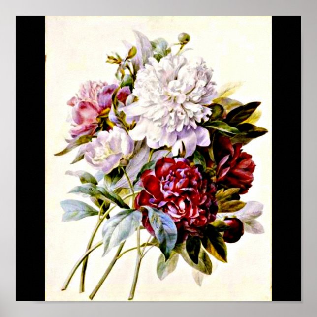 Affiches Poster-Botaniques-Pierre Joseph Redoute 16 (Devant)