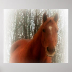 Affiches Poster/Cheval dans les bois