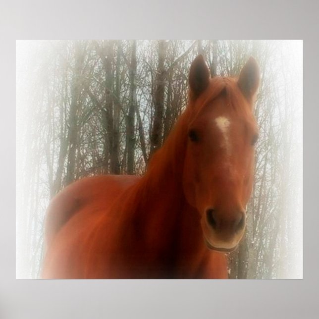 Affiches Poster/Cheval dans les bois (Devant)