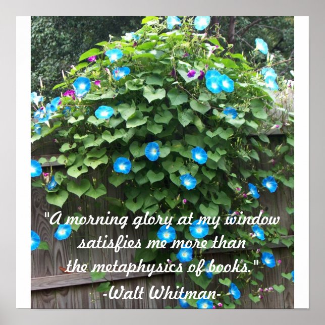 Affiches Poster/Gloire du matin (Devant)