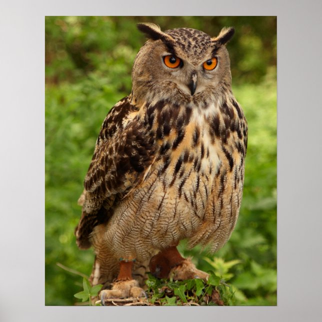 Affiches Poster/Impression de hibou (Devant)