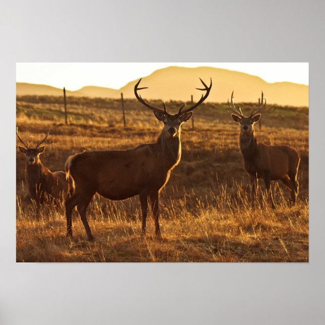 Affiches Poster/impression Red Stags (Devant)