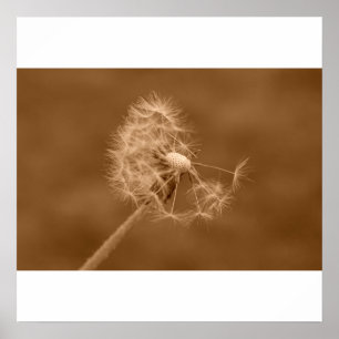 Affiches Poster/Imprimer Sepia Dandelion