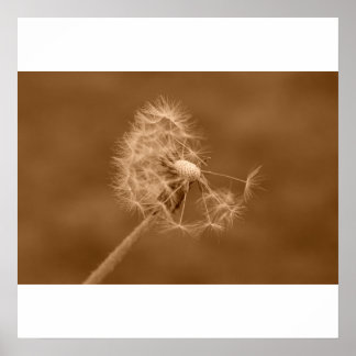 Affiches Poster/Imprimer Sepia Dandelion