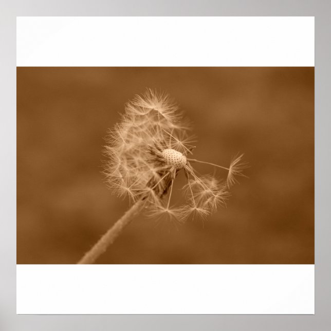 Affiches Poster/Imprimer Sepia Dandelion (Devant)
