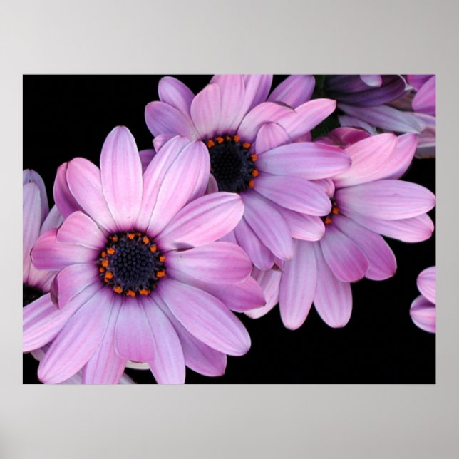 Affiches Poster, Trois Marguerites Violettes (Devant)
