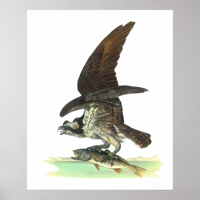 Affiches Posters/Impression : Osprey - John Audubon (Devant)