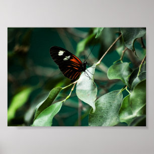 Affiches Postman 184 Print
