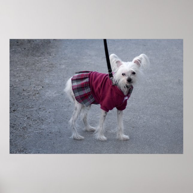 Affiches Poudre à la mode (Devant)