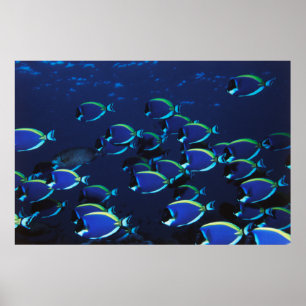 Affiches Poudre de l'école Bleu Surgeonfish