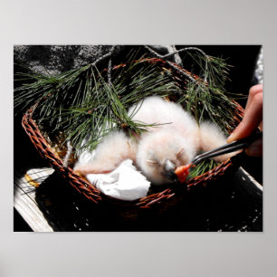 Affiches Poule d'aigle poussin au moment de l'alimentation