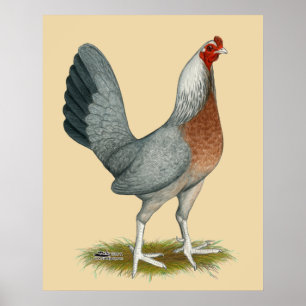 Affiches Poule de jeu américaine bleu argenté