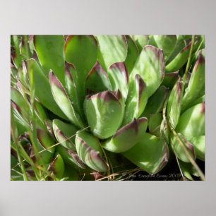 Affiches Poules et poussins (Sempervivum)