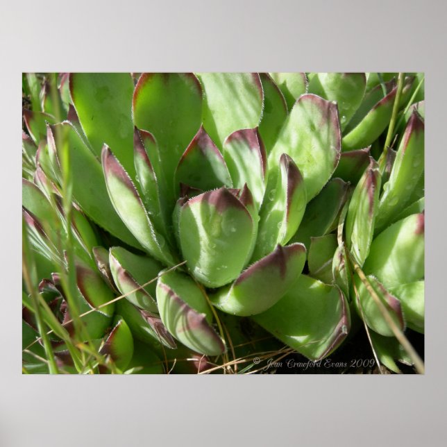 Affiches Poules et poussins (Sempervivum) (Devant)