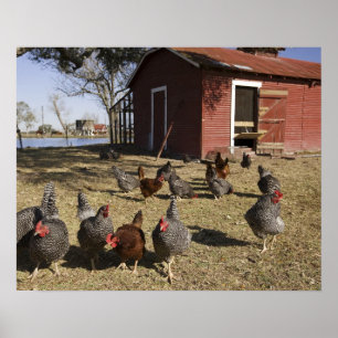 Affiches Poules travaillant aux alentours du poulailler Cli