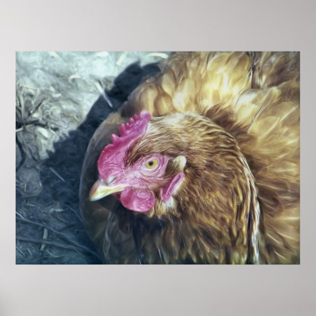 AFFICHES POULET (Devant)