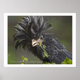 Affiches Poulet polonais