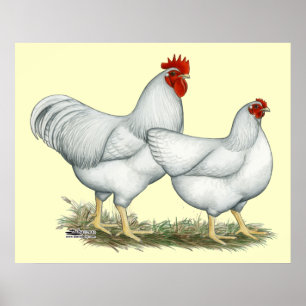 Affiches Poulets blancs