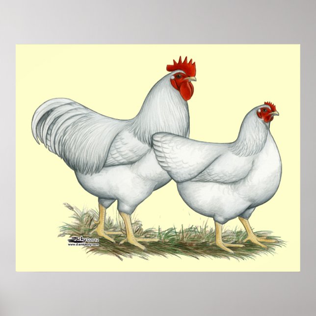 Affiches Poulets blancs (Devant)