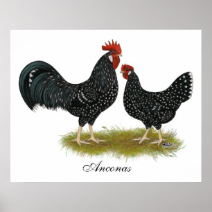 Affiches Poulets d'Ancona