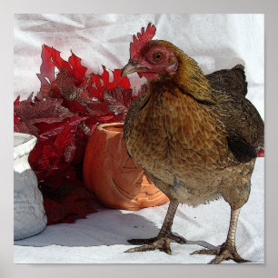 Affiches Poulets d'automne
