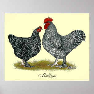 Affiches Poulets de Maline