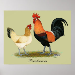 Affiches Poulets de Penedesenca