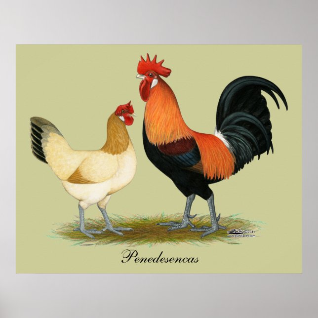 Affiches Poulets de Penedesenca (Devant)