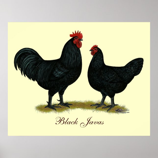 Affiches Poulets Java noirs (Devant)