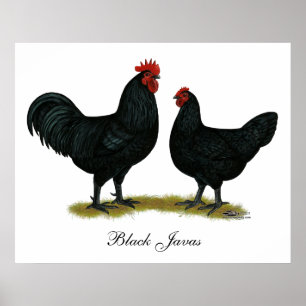 Affiches Poulets Java noirs