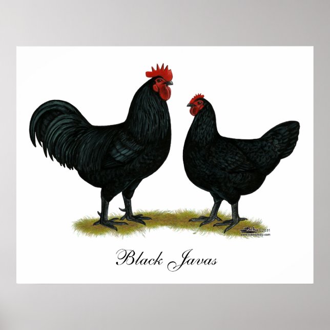 Affiches Poulets Java noirs (Devant)