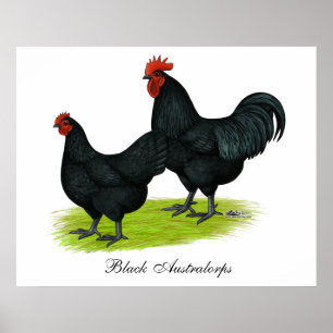 Affiches Poulets noirs d'Australorp