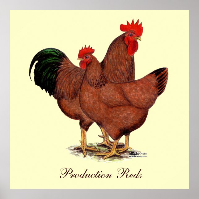 Affiches Poulets rouges de production (Devant)