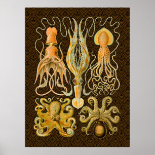 Affiches Poulpe Céphalopode Calmar Nature Marine