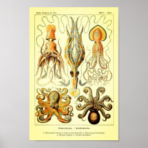 Affiches Poulpe d'Ernst Haeckel
